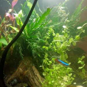 rescape2.jpg