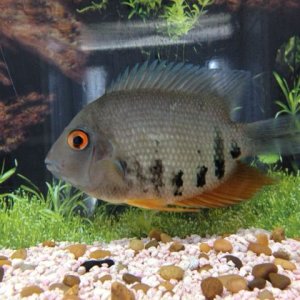 Cichlid-1-Small.jpg