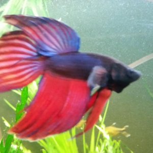 BettaFish.jpg