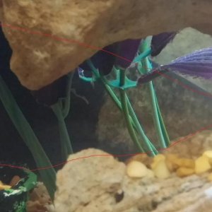 ABK discoloration marked.jpg