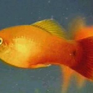 Sunset_Platy.jpg
