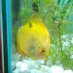 discus-red-gills.jpg
