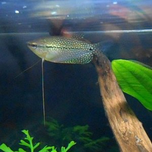 Pearl Gourami.jpg