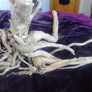 driftwoooooood.jpg
