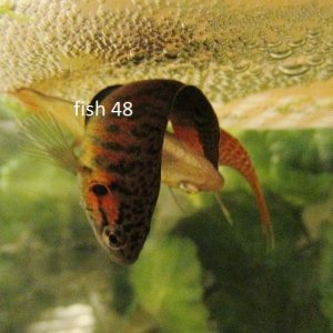 IMG_2271 fish 48.jpg