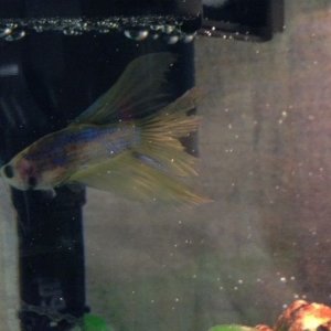 fish.jpg