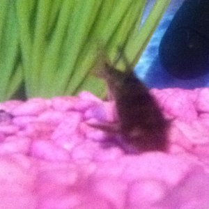 IMG_1116.JPG