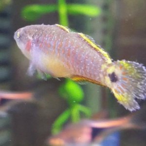 peacockgudgeon3.jpg