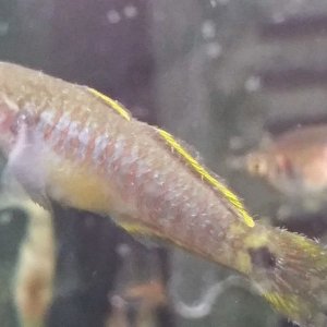 peacockgudgeon22.jpg