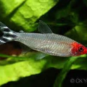fish.jpg
