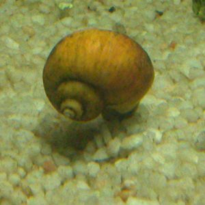 snail4.jpg