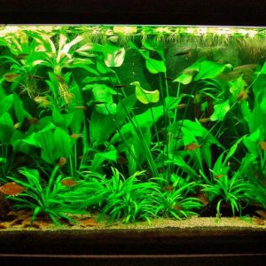 115g Aug 22-14.JPG