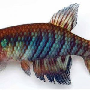 newkfish.jpg