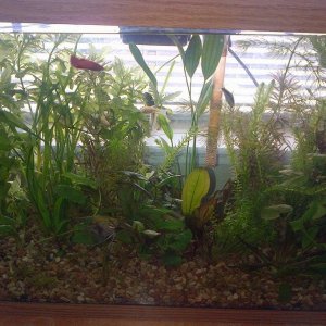 TankFishResized.jpg