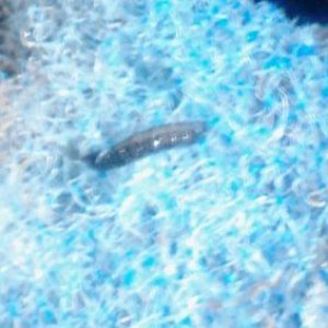 blackworm.jpg