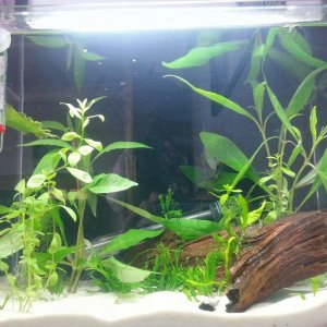 betta.jpg