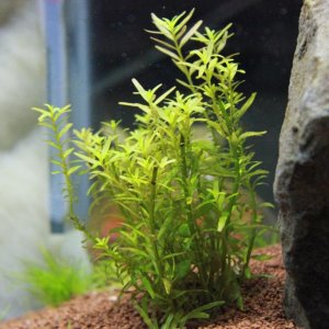 IMG_2910 Bacopa.JPG