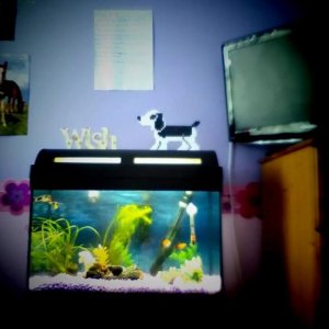 fish tank 2.jpg