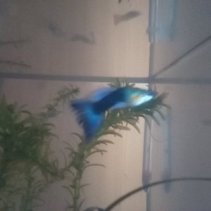 fish 10.jpg