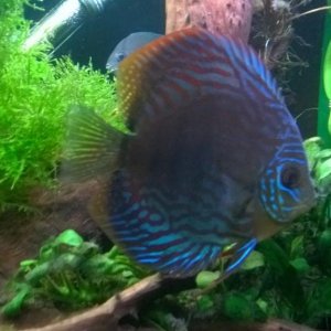discus.jpg