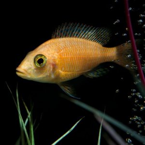 fish2.jpg