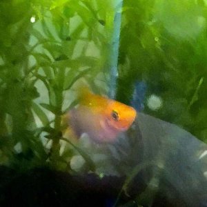 platy new.jpg