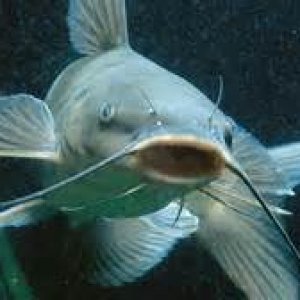 fish 1.jpg