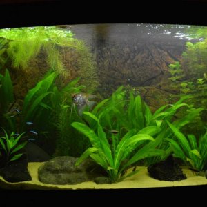 plants 2.jpg