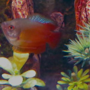 fish (0-00-00-00).jpg