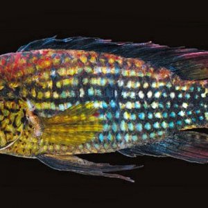 apistogramma_k.jpg