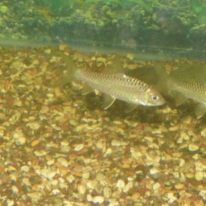 Himalayan_RedMahseer_1.jpg
