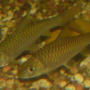 Himalayan_RedMahseer_2.JPG