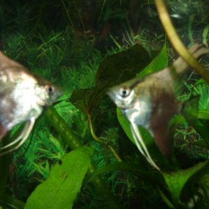DSCF9049.JPG