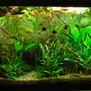90g Feb 10-15.JPG