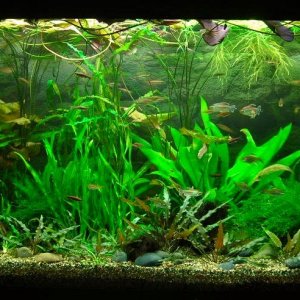 90g Jul 31-11.JPG