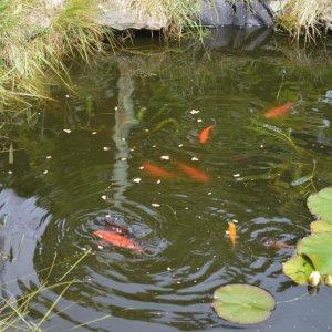 pond 2.jpg