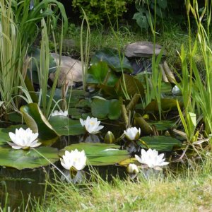 pond 4.jpg