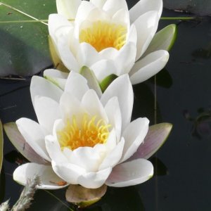 pond 5.jpg