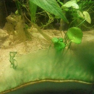algae.jpg