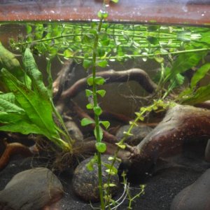 bacopa.jpg