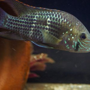 juv-rivulatus.jpg