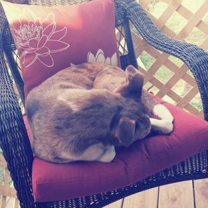 cat nap1.jpg