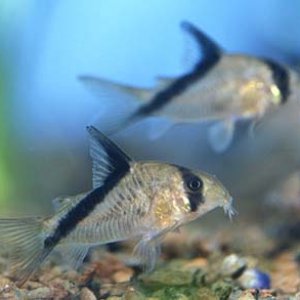 corydoras_melini_1.jpg