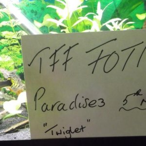 TFF FOTM ENTRY (2).JPG