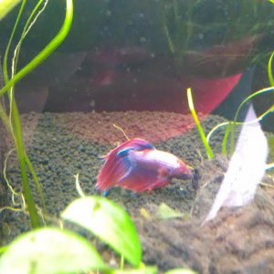 fish3.jpg