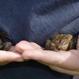 2 toads.jpg