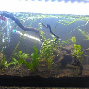 fish6.jpg