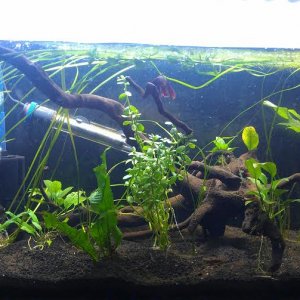 fish9.jpg