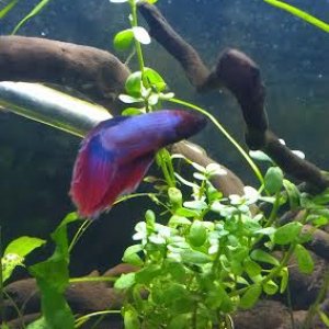 fish8.jpg