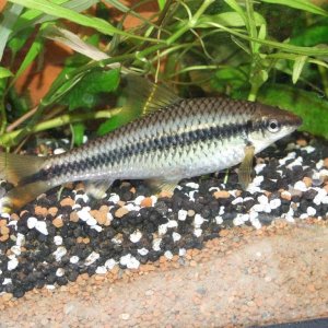 Moby the Goby 1243.jpg